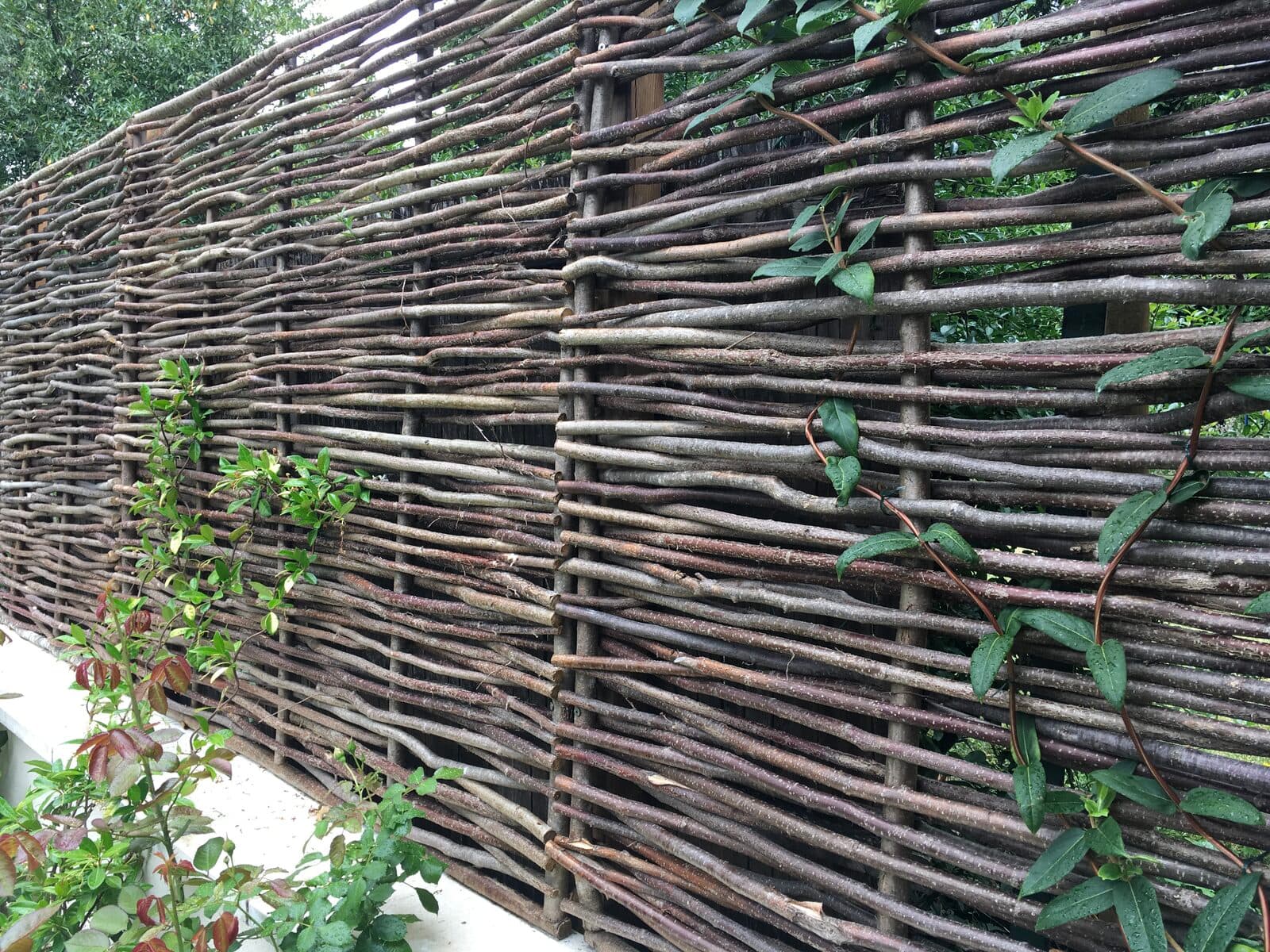 Jardin, Garches (92), photo 28