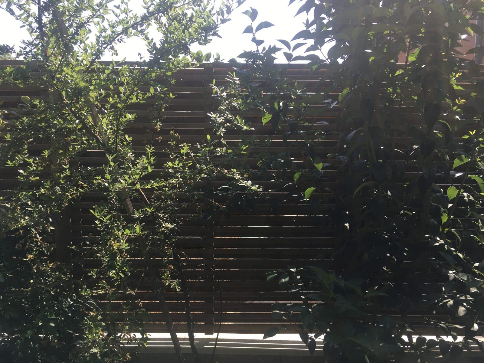 Jardin, Neuilly-Plaisance (93), photo 29