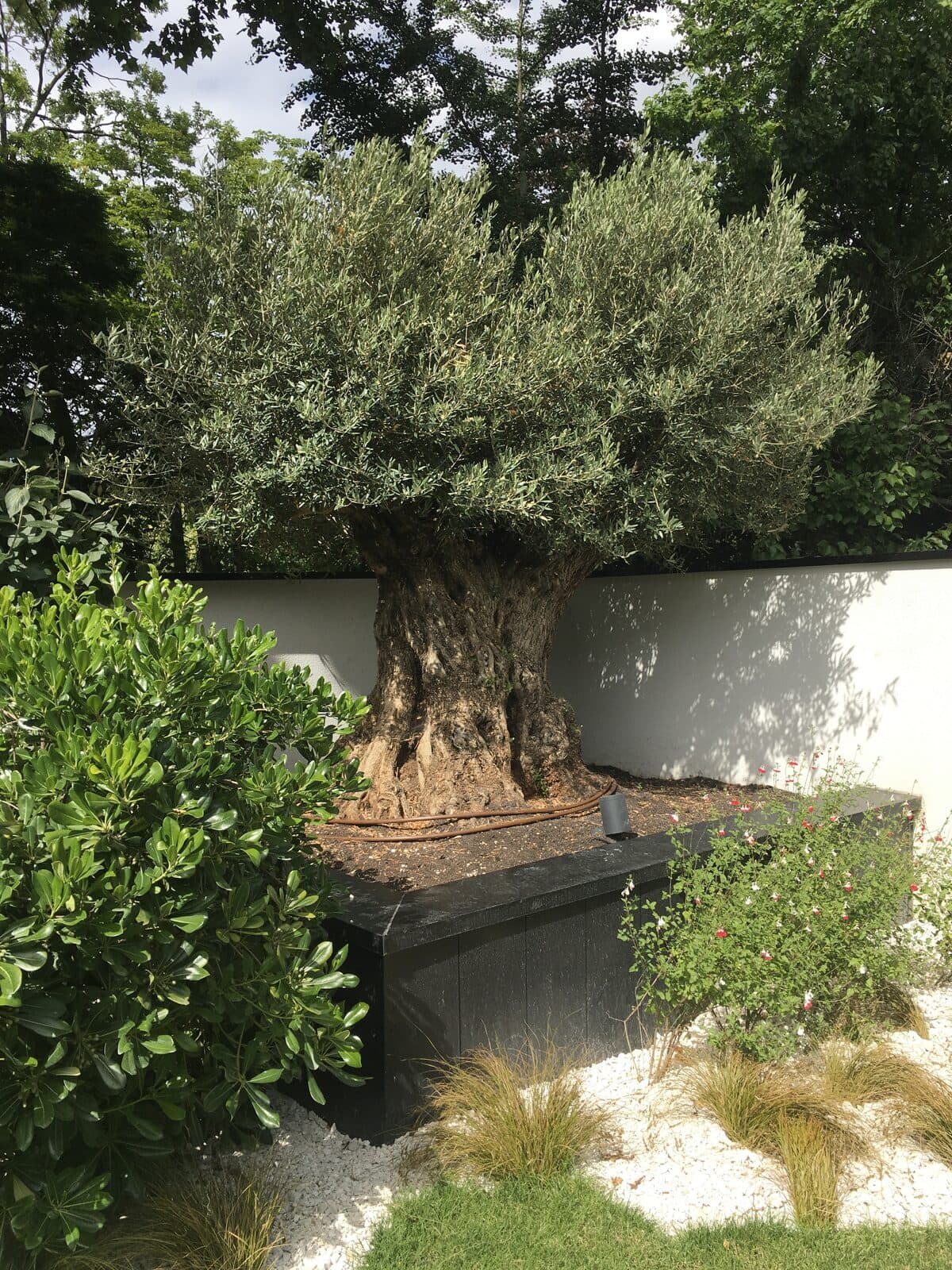 Jardin, Saint-Maur-des-Fossés (94), photo 23