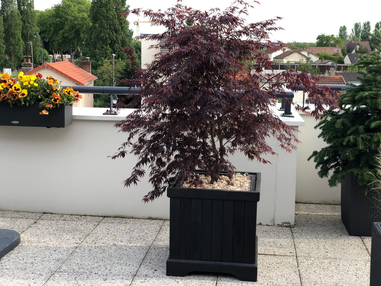 Terrasse, Châtenay-Malabry (92), photo 4